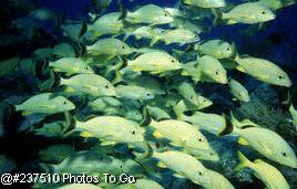 School of smallmouth grunts